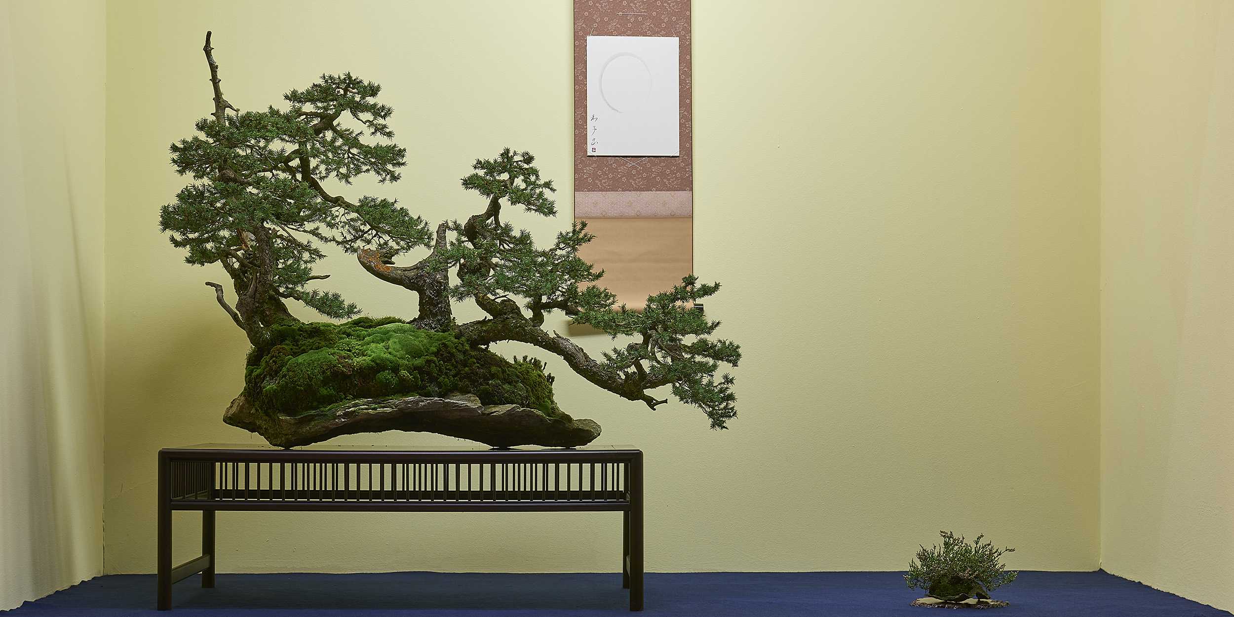 Aki Ten Bonsai